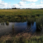 Paisaje de humedales de Magdalena, Provincia de Buenos Aires